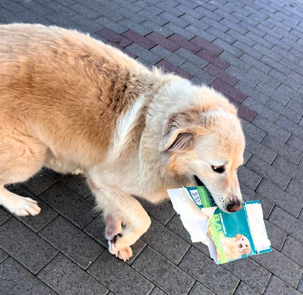 SALOMONE MAREMMANO Foto 9